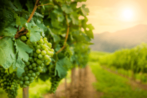 Living Soil Bundle -Vineyards | SPV Soils