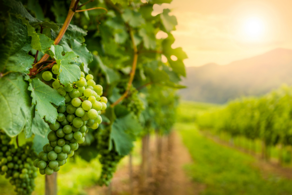 Living Soil Bundle -Vineyards | SPV Soils