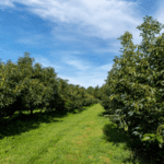 Living Soil Bundle -Avocado Orchard | SPV Soils