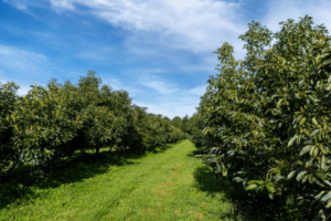 Living Soil Bundle -Avocado Orchard | SPV Soils