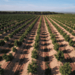 Avocado Orchards Benefit from Mulch | SPV Soils