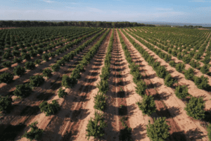 Avocado Orchards Benefit from Mulch | SPV Soils