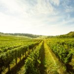 Wine Vineyards Benefit from Mulch | SPV Soils