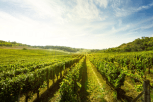 Wine Vineyards Benefit from Mulch | SPV Soils