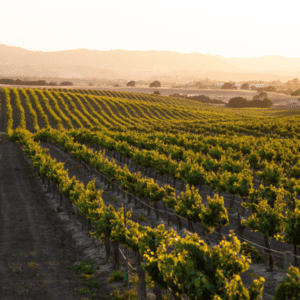 Wine Vineyards Benefit from Mulch | SPV Soils