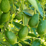 Avocado Orchards Benefit from Mulch | SPV Soils