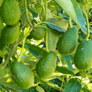 Avocado Orchards Benefit from Mulch | SPV Soils