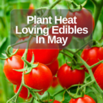 Start a Veggie Garden in May – Amend with Compost and then Mulch!!! | SPVS
