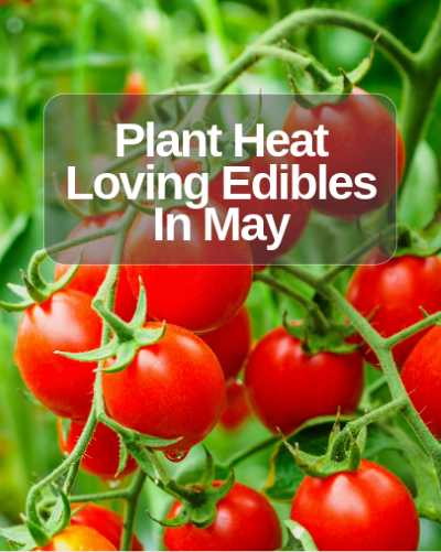 Start a Veggie Garden in May - Amend with Compost and then Mulch!!! | SPVS