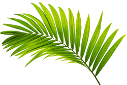 SPV Soils Recycles Palm