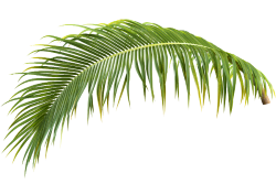 SPV Soils Recycles Palm