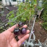 Rady’s Children’s Health Garden in Raised Garden Bed Mix with Nitrogen- 11 | SPV Soils