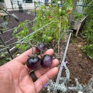 Rady's Children's Health Garden in Raised Garden Bed Mix with Nitrogen- 11 | SPV Soils
