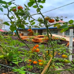 Rady’s Children’s Health Garden in Raised Garden Bed Mix with Nitrogen | SPV Soils