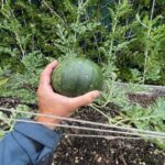 Rady’s Children’s Health Garden in Raised Garden Bed Mix with Nitrogen- 2 | SPV Soils