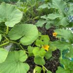 Rady’s Children’s Health Garden in Raised Garden Bed Mix with Nitrogen- 3 | SPV Soils