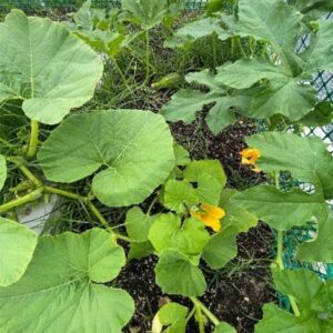 Rady's Children's Health Garden in Raised Garden Bed Mix with Nitrogen- 3 | SPV Soils