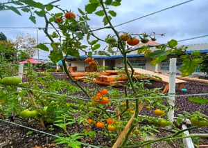 Rady's Children's Health Garden in Raised Garden Bed Mix with Nitrogen | SPV Soils