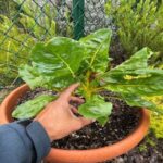 Rady’s Children’s Health Garden in Raised Garden Bed Mix with Nitrogen- 4 | SPV Soils