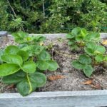 Rady’s Children’s Health Garden in Raised Garden Bed Mix with Nitrogen- 8 | SPV Soils