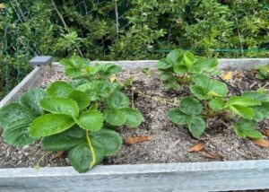 Rady's Children's Health Garden in Raised Garden Bed Mix with Nitrogen- 8 | SPV Soils
