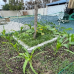 Rady’s Children’s Health Garden in Raised Garden Bed Mix with Nitrogen- 6 | SPV Soils