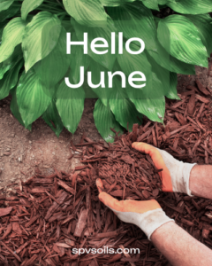 Hello June - Mulch! | SPV Soils