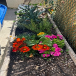 Rady’s Children’s Health Garden in Raised Garden Bed Mix with Nitrogen- 7 | SPV Soils