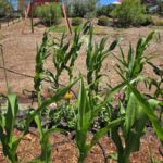 California Native Mulch® on hillside and cedar mulch for pest control in the Jefferson’s garden | SPV Soils