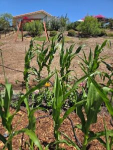 California Native Mulch® on hillside and cedar mulch for pest control in the Jefferson's garden | SPV Soils