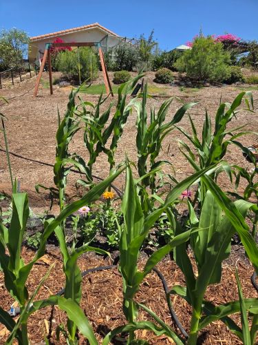 California Native Mulch® on hillside and cedar mulch for pest control in the Jefferson's garden | SPV Soils