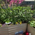 Cedar Mulch to control pests and weeds on pathways in Jefferson’s raised garden beds | SPV Soils