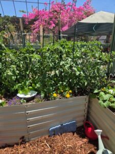 Cedar Mulch to control pests and weeds on pathways in Jefferson's raised garden beds | SPV Soils