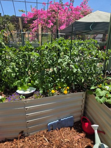 Cedar Mulch to control pests and weeds on pathways in Jefferson's raised garden beds | SPV Soils