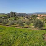 Growers Mulch around olive trees to retain water and control weeds in Jefferson’s garden | SPV Soils