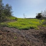 Growers Mulch on hillside around olive trees to retain water and control weeds in Jefferson’s garden | SPV Soils