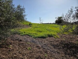 Growers Mulch on hillside around olive trees to retain water and control weeds in Jefferson's garden | SPV Soils