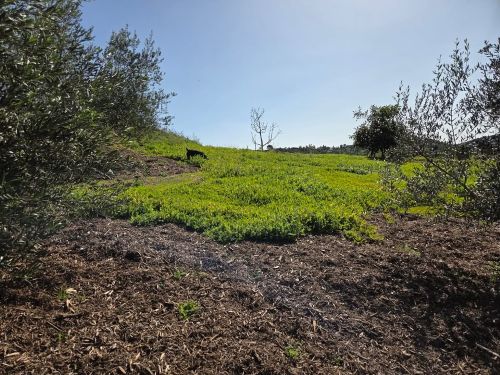 Growers Mulch on hillside around olive trees to retain water and control weeds in Jefferson's garden | SPV Soils