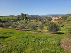 Growers Mulch around olive trees to retain water and control weeds in Jefferson's garden | SPV Soils