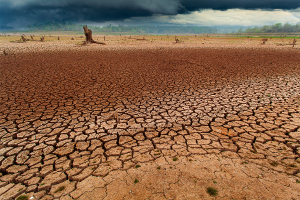 Degraded Soil - Wood Chips - Soil Remediation | SPV Soils