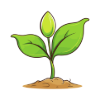 Seedling | SPV Soils