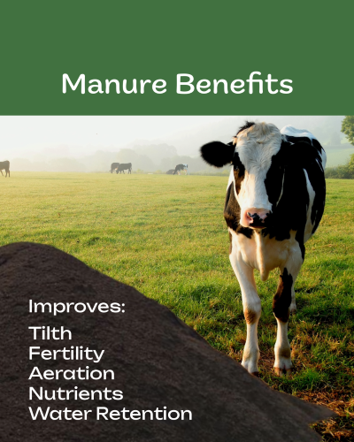 Amend with Aged Cow Manure | SPV Soils