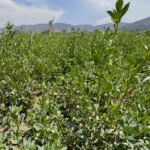 Forage Soil on Alfalfa Fields for Dairy Support Program | SPV Soils