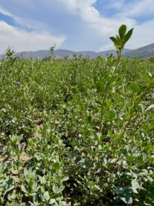 Forage Soil on Alfalfa Fields for Dairy Support Program | SPV Soils
