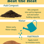 Beat the heat with compost & mulch | SPV Soils