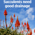 Custom Cactus and Succulent Mix  | SPV Soils